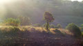 Maremma 2