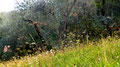 Wiese am Gardasee 