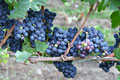 Wein bei Überlingen