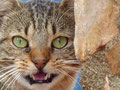 Katze in Sandrana (Albanien)