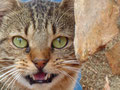 Katze in Sandrana (Albanien)