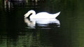 Schwan