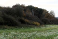 Wald bei Altkünkendorf, Uckermark