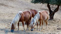 Pferde bei Magliano in Toscana