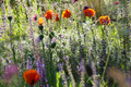 Blumenwiese