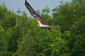 Seeadler-Malaysia