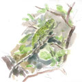 cameleon , aquarelle