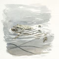 crapauds accouplés, bufo bufo, aquarelle