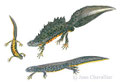 triton crêté, triturus cristatus