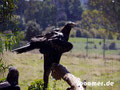 Wedge-tailed eagle