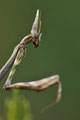 Empuse ♀ - Hérault - 19/06/2011