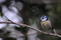 Mésange bleue - Buxerolles (86) - Décembre 2007