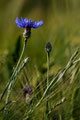 Bleuet - Frozes (86) - 14/05/2011