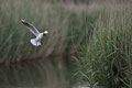 Mouette rieuse - St Michel en Brenne (36) - 27/05/2012