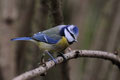 Mésange bleue - Buxerolles (86) - Décembre 2007