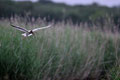 Mouette rieuse - St Michel en Brenne (36) - 27/05/2012