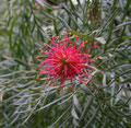 Sternblume