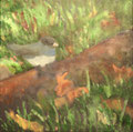 5836...12x12: oil on canvas: "junco" f 17