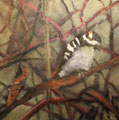 5862...12x12: oil on canvas: "woodpecker" w 18