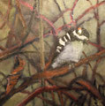 5862...12x12: oil on canvas: "woodpecker" w 18