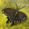 6407...8x8: oil on canvas: "swallowtail" f 20 *