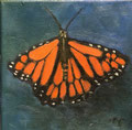6409...8x8: oil on canvas: "monarch" f 20 *
