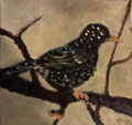 6443...8x8: oil on canvas: "starling" sp 21