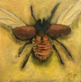 6284...8x8: oil on canvas: "xylotrupes gideon" sp 20 *