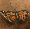 6406...8x8: oil on canvas: "painted lady" f 20 *