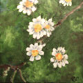 5679...12x12: oil on canvas: "white wildflowers" s 17