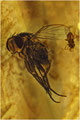 215. Diptera, Kopal aus Madagaskar.