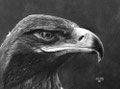 Aigle royal