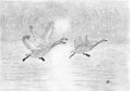 Envol de cygnes sauvages