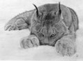 Lynx sniffant la neige  Oui, visiblement, il la sniffe !...   Mais il ne risque rien avec cette neige, et si tous les dealers pouvaient vendre la même, en flocons et non en flacons…   Bon, laissez les humains et leurs drogues et comptez les poils de ce ma