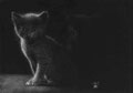 Regards neufs  Un chat peut en cacher un autre, mais ne sont-ils pas félin pour l'autre ? Dessin au crayon pastel blanc sur papier noir, format A4