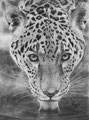 Soif de jaguar ... "Je m'arrête pour boire, mais je vous ai à l'oeil..."  Dessin au crayon noir sur papier blanc 29 x 39 cm
