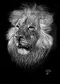 Lion force tranquille