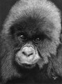 Bébé gorille Rwanda