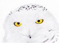 Le Harfang des neiges, ou chouette Harfang, est le hibou mascotte de Harry Potter, "Hedwige". C'est également l'emblème du Québec.