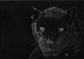 Panthère noire