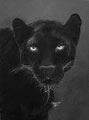Bagheera