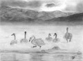 Ce sont des cygnes chanteurs sur l'île d'Hokkaido. Ils viennent de Sibérie pour se rassembler au bord du lac Kussharo où, grâce à l’activité volcanique, l’eau ne gèle jamais. D'après une photo de Vincent Munier