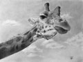 Kimali, girafe mâle, Avec la bosse qu'ont parfois les mâles girafes. Celle-ci était très prononcée sur cette girafe du cirque Knie, il...(ça fait drôle de dire "il" pour "une" girafe non?) il est malheureusement mort le 11 juillet 2005.