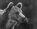 Maya et l'ours