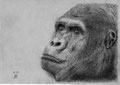 A quoi pense-t-il donc ?
