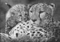 Cheetah - Guépards  Crayon blanc sur papier noir Dessin en format 42 x 30 cm, d'après une photo de Kyriakos Kaziras