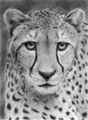 Hypnotic-Cheetah le guépard  Fixez le dans les yeux... Les animaux sont-ils vraiment dénués d'intelligence? Quand on a l'occasion de capter le regard d'un animal, en réel, en photo ou en dessin, on se pose des questions. 