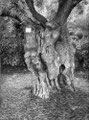Oliviers millénaires