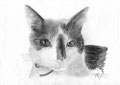 Canyon LE chat