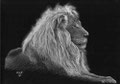 Ce n'est pas un albinos, mais un vrai lion blanc, fier, noble, ne reniant pas la splendeur et la majesté de son rang de roi des animaux.